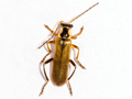 Cantharis decipiens